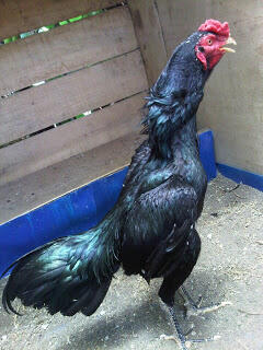 ayam bangkok impor