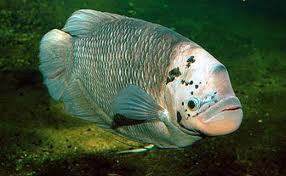 bibit ikan gurame