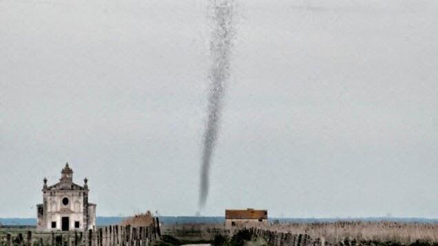 PENAMPAKKAN TORNADO NYAMUK. 