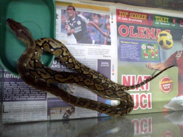 Retic Borneo, Molu Dwarf, Carpet Python Stripe (edisi pensiun main reptile)