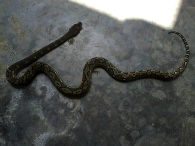Retic Borneo, Molu Dwarf, Carpet Python Stripe (edisi pensiun main reptile)