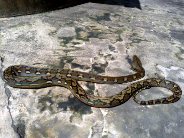 Retic Borneo, Molu Dwarf, Carpet Python Stripe (edisi pensiun main reptile)