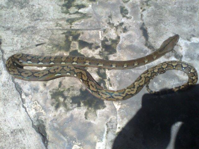 Retic Borneo, Molu Dwarf, Carpet Python Stripe (edisi pensiun main reptile)
