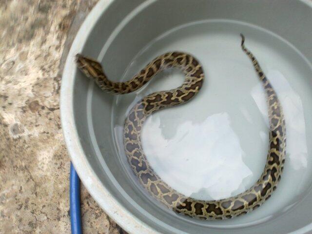 Retic Borneo, Molu Dwarf, Carpet Python Stripe (edisi pensiun main reptile)