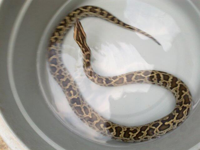 Retic Borneo, Molu Dwarf, Carpet Python Stripe (edisi pensiun main reptile)