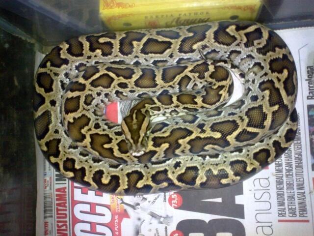 Retic Borneo, Molu Dwarf, Carpet Python Stripe (edisi pensiun main reptile)