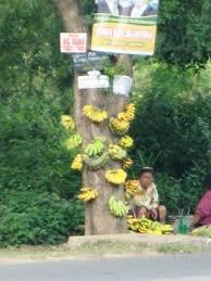 GEMPAR ! Pohon pisang unik ditemukan seorang nenek