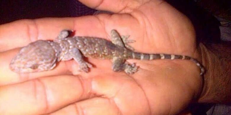 Seorang Ibu di Kupang Melahirkan Seekor Tokek