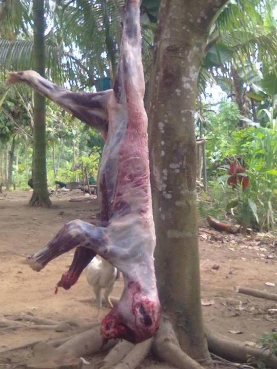 Pembunuhan Keji (Fauna Asli Kalimantan), Polisi Masuk!!