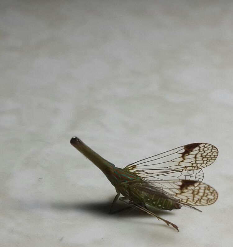&#91;PIC&#93; Gan, ada yang tau ini hewan apa? 