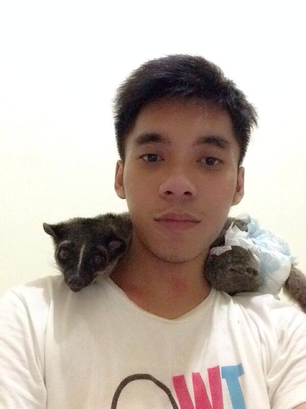 Musang Akar, Musang Lemur asli Indonesia!