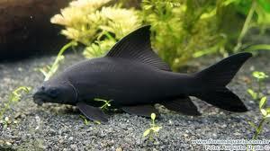 40 jenis Ikan hias air tawar yang banyak dipelihara di Indonesia 5019967 20140606040350