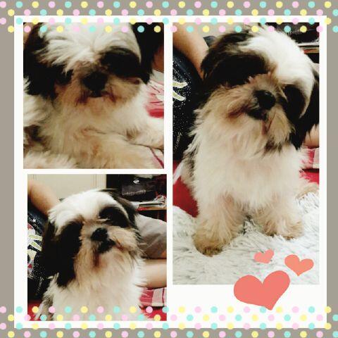 shih tzu oh la la