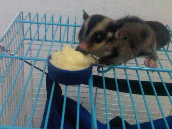 FOR SALE SG JOEY BETINA 1.5 bulan 600K +KANDANG+TRAVEL POUCH 