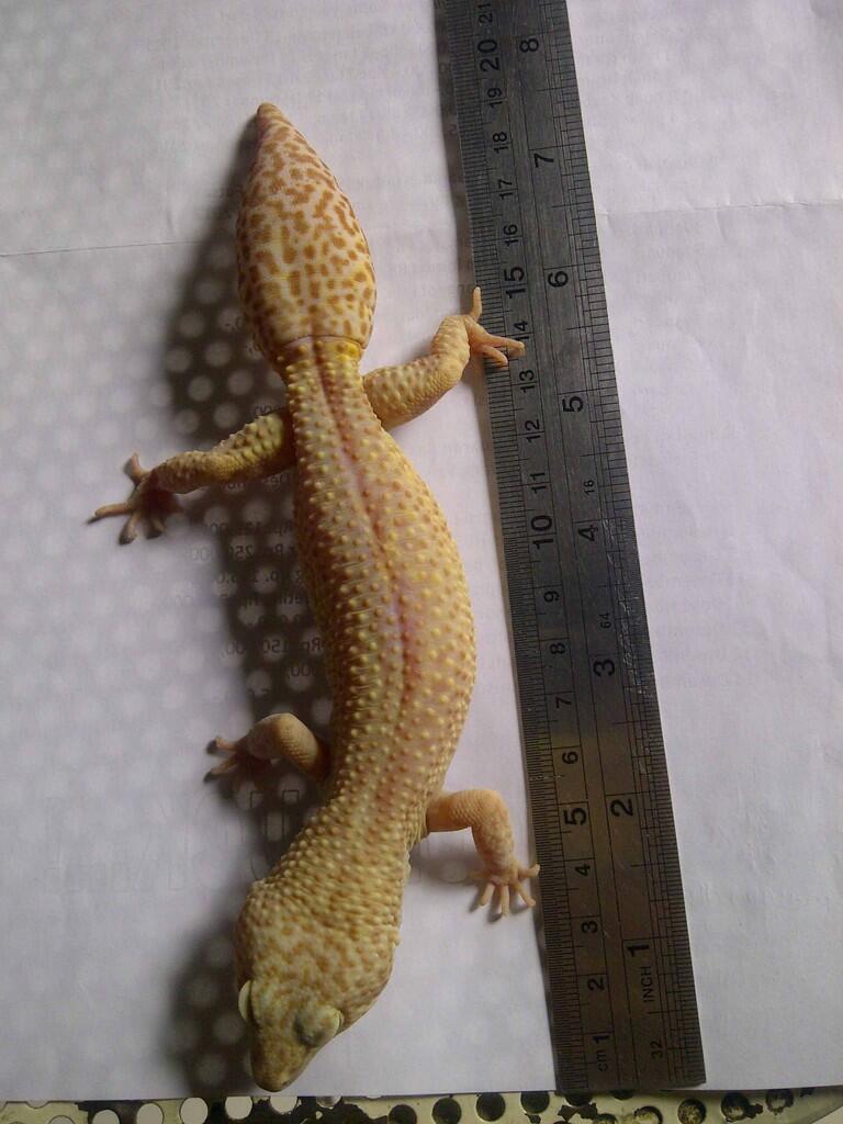 Jual Leopard Gecko Tremper Albino