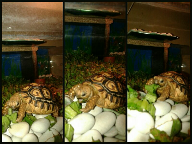 leopard pardalis tortoise
