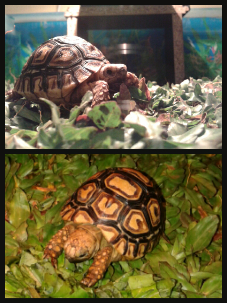 leopard pardalis tortoise