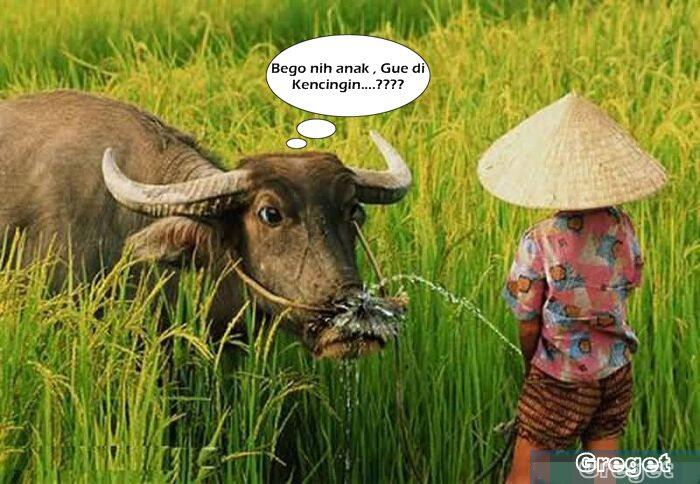 Lihat lagi gambar Lucu-lucu 11