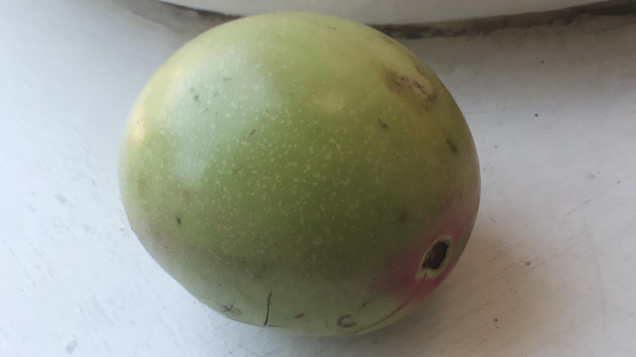 Tanya : ini buah apa yah gan ? ane ketemu dijalan