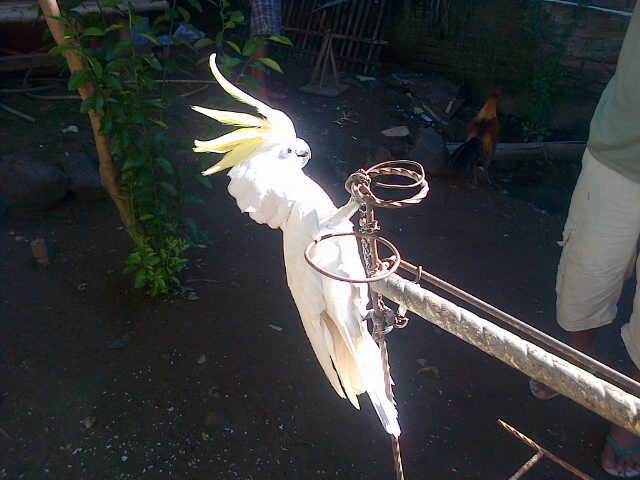 jual murah
