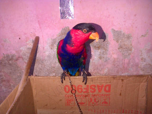 jual murah