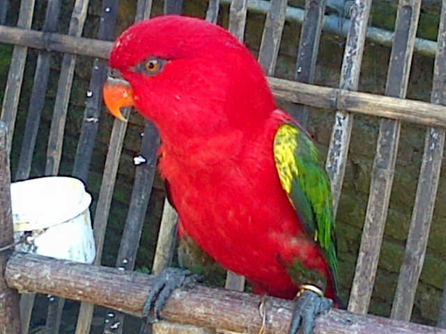 jual murah