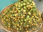 Buah - Buahan 100% Asli Indonesia ni gan
