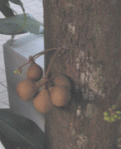 Buah - Buahan 100% Asli Indonesia ni gan