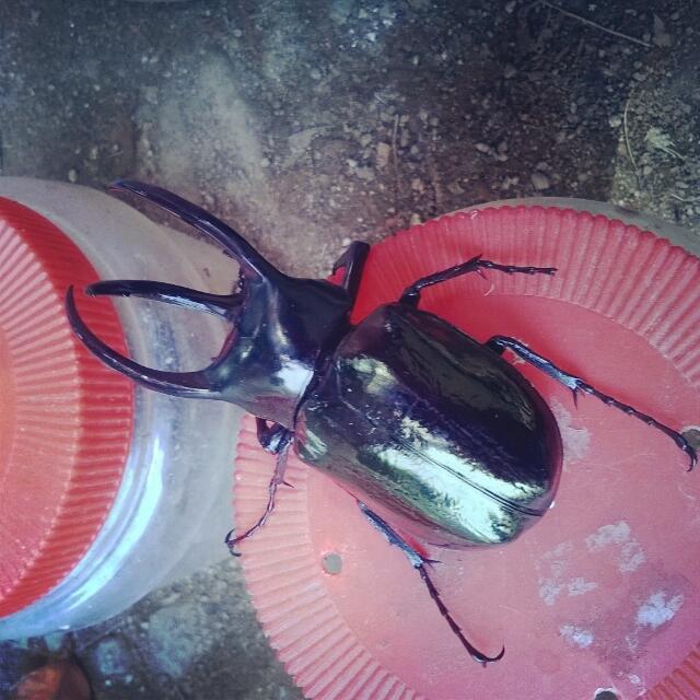 Terjual JUAL BERBAGAI MACAM KUMBANG TANDUK DAN CAPIT KASKUS