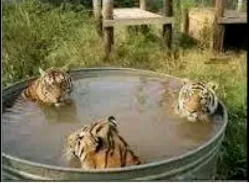 trio macan lgi mandi gan tanpa sehelai benang,bukan jebakan badman asli