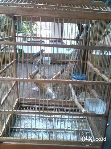 Jual Beli Burung Ciblek Gacor