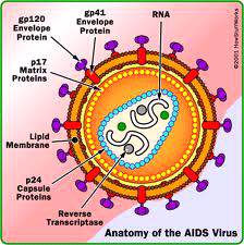 (WB)CARA MENCEGAH HIV/AIDS SECARA UMUM