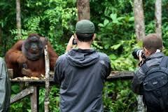Tanjung Puting Kalteng, Konservasi Orangutan Terbesar di Dunia gan,