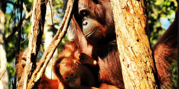 Tanjung Puting Kalteng, Konservasi Orangutan Terbesar di Dunia gan,