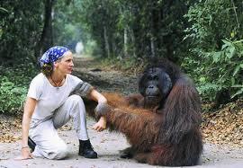 Tanjung Puting Kalteng, Konservasi Orangutan Terbesar di Dunia gan,