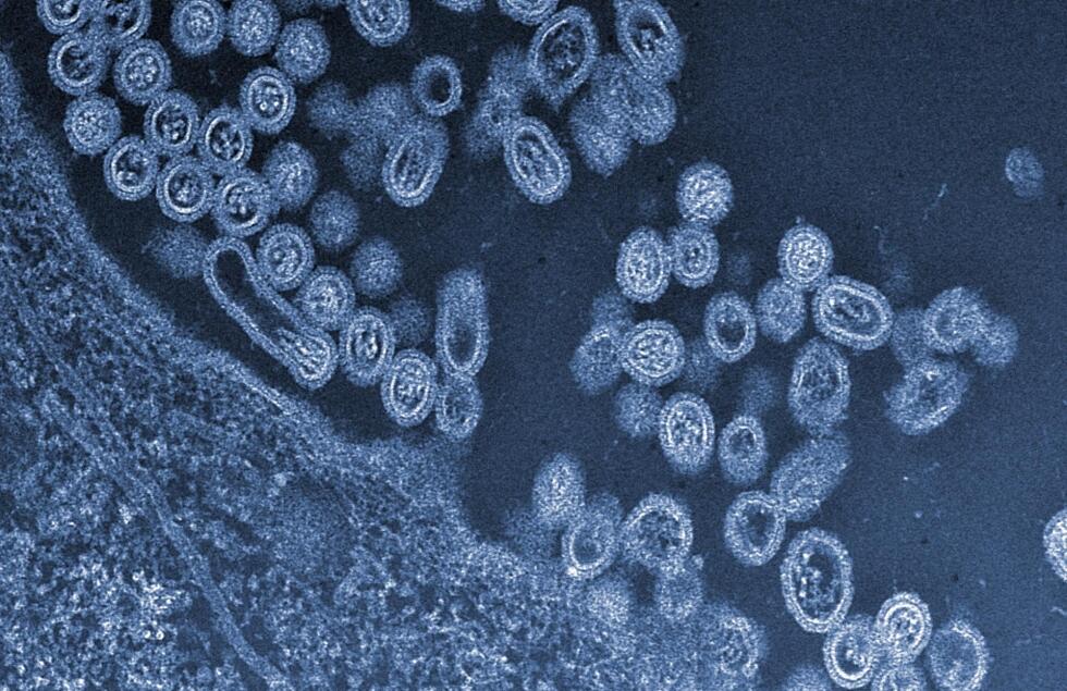 21 Fakta Influenza