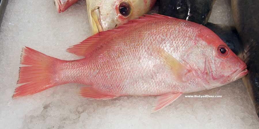 Ikan - ikan Laut Konsumsi di Indonesia