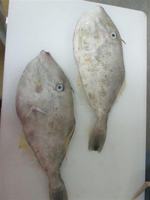  Ikan  ikan Laut Konsumsi  di Indonesia KASKUS