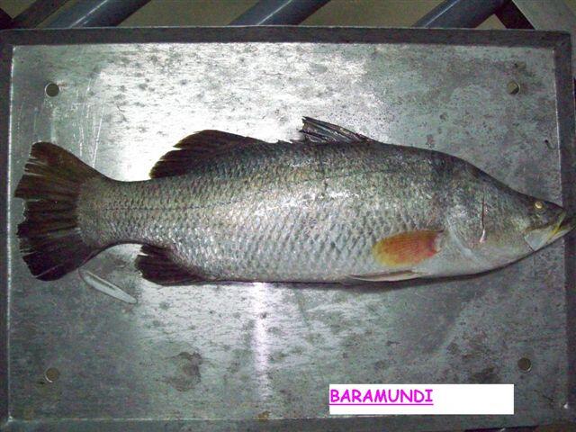 Ikan - ikan Laut Konsumsi di Indonesia