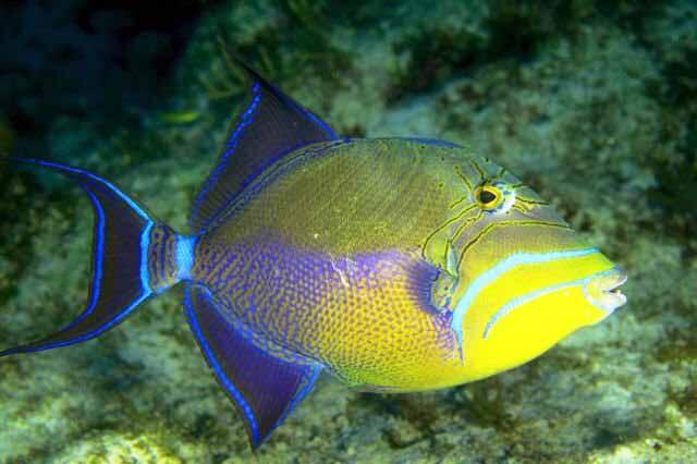 Ikan - ikan Laut Konsumsi di Indonesia