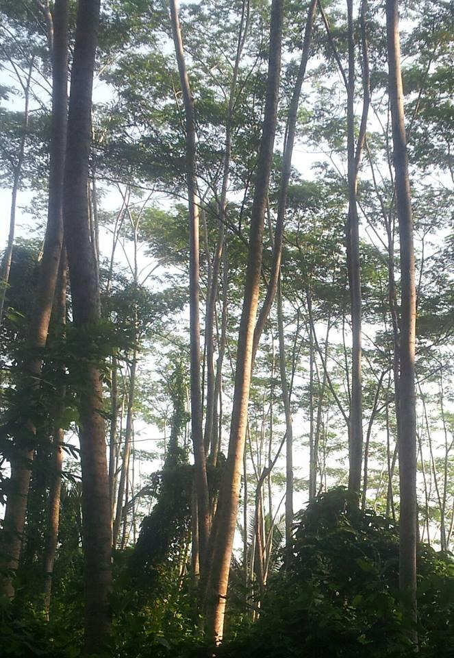 Terjual [BELI] Kayu Sengon  Jabon jumlah besar, grade di tempat, bayar kontan  KASKUS