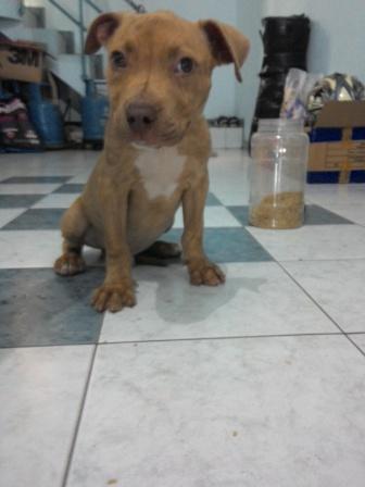 Terjual Jual Anakan Pitbull Good Quality Stb Aksi Vaksin Kaskus