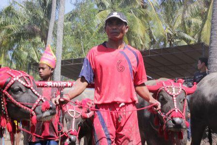 Fakta Menarik Tentang Barapan Kebo – Ajang Adu Nyali dan Gengsi dari Pulau Sumbawa