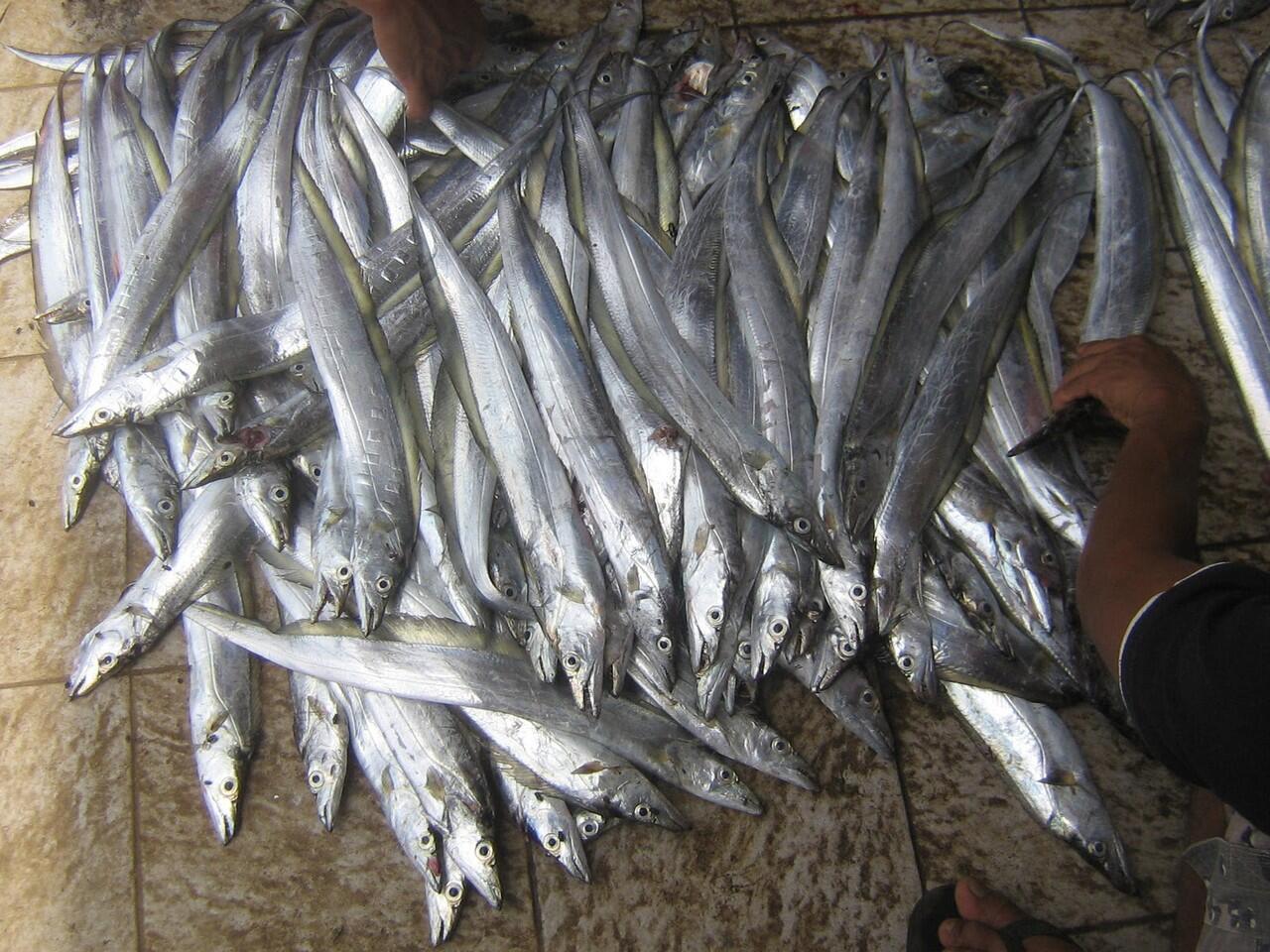 Ikan - ikan Laut Konsumsi di Indonesia