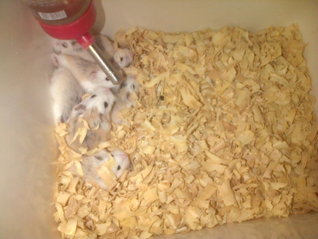 Hamster Robo WF murah banget,Hamster Robo WF berkualitas!!!