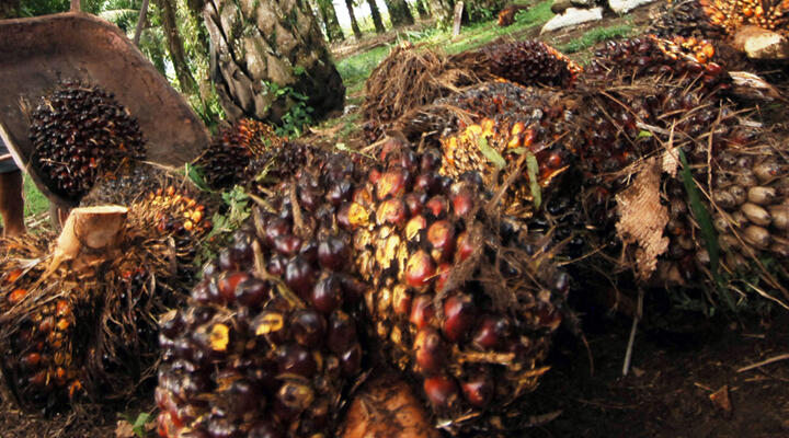 Emisi Gas Rumah Kaca, Kelapa Sawit Berpotensi Kurangi Emisi