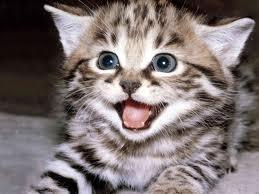 fakta unik kucing 