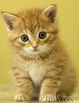 fakta unik kucing 