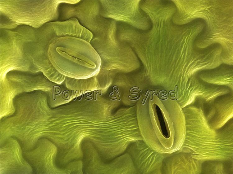Foto-foto stomata daun yang memukau