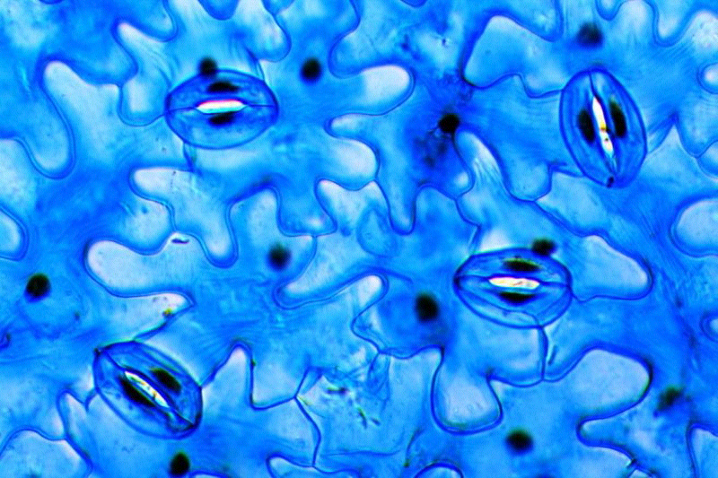 Foto-foto stomata daun yang memukau